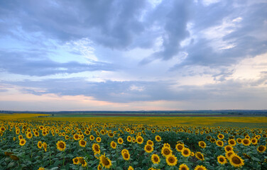 beautiful field under stormy sky