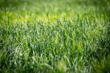 Green Waves: Play of Light on Grass