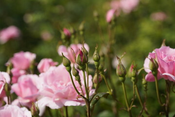 quantum pink valentine roses on different scales and macro photography