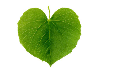 Obraz premium Detailed Macro of a Fresh Green Heart Shaped Leaf isolated on transparent background
