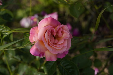 quantum pink valentine roses on different scales and macro photography