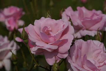 quantum pink valentine roses on different scales and macro photography
