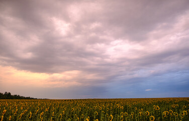 beautiful field under stormy sky