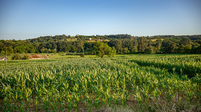 Harvest Incoming: Golden Fields of  Pambukovica