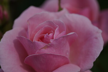 quantum pink valentine roses on different scales and macro photography