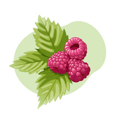 raspberry with leaves vector illustration