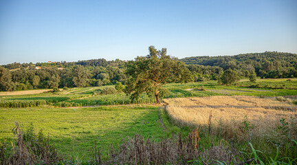 Heart of the Field: Tree Witness to Time