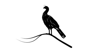 Fototapeta premium Helmeted Curassow bird, black isolated silhouette
