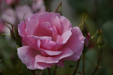 quantum pink valentine roses on different scales and macro photography