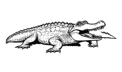 Fototapeta premium Crocodile outlined vector illustration in side view, perfect for wildlife study, logos or children’s books 