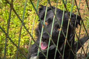Joyful Gaze: Waiting for a Pet