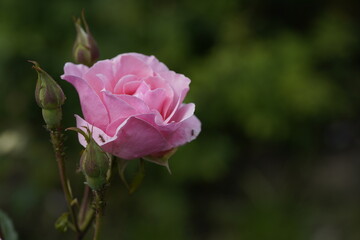 quantum pink valentine roses on different scales and macro photography