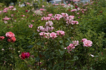 quantum pink valentine roses on different scales and macro photography