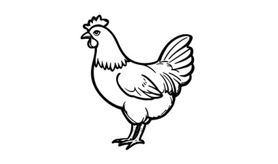 Fototapeta premium Chicken Line Drawing – Minimalist Farm Hen Sketch Outline