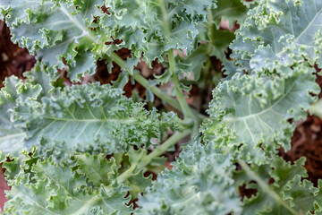 fresh green kale vegetable on nature background