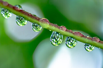 water drops on green leaf