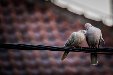 Shelter: Two Hearts on a Wire