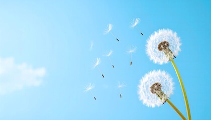 White dandelion seeds floating in the clear blue sky on a sunny day, symbolizing freedom, dreams, and natural beauty.