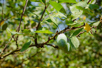 Promise of Summer: Plums in the Sun