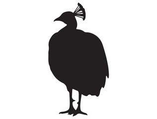 PEACOCK SILHOUETTE