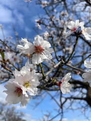 Delicate white cherry blossoms bloom on branches against a bright blue sky, showcasing the beauty of nature in springtime, symbolizing renewal and growth