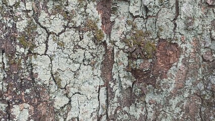 Close-up natural wood texture with dried moss, ideal for adding earthy, raw texture to digital compositions or print media.