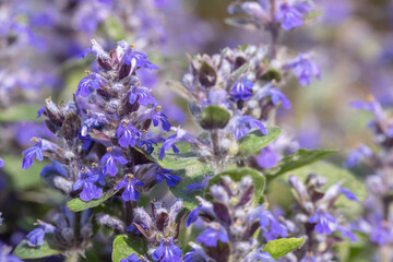 Tiny blue blossoms of buggleweed (Ajuga reptans).