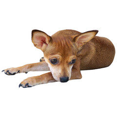 Sad brown chihuahua puppy on white background