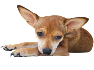 Chihuahua dog lying with a depressed face on a white background.