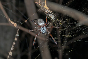 Tiger Spider Perched Near Web Anchor in Forest