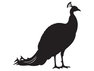 PEACOCK SILHOUETTE