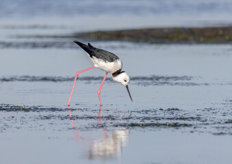 Pied Stilt Feeding with Reflected Pose in Water
