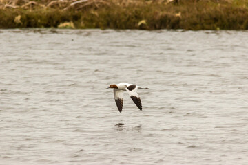 Avocet in Flight Over Wetland with Raised Wings