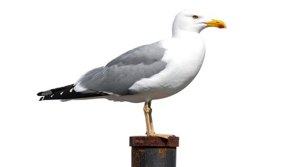 European herring gull perched atop weathered metal post against clean white backdrop