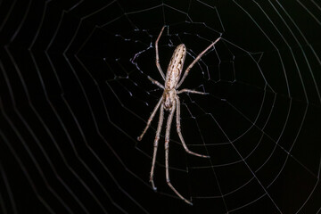 Stretch Spider with Elongated Body in Symmetrical Web