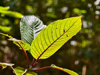 kratom plants in tropical nature Borneo 