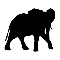 Elephant silhouette. Realistic vector animal