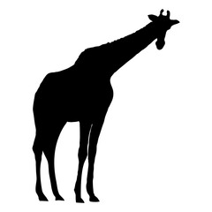 Giraffe silhouette. Realistic vector animal