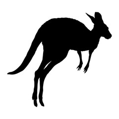 Kangaroo silhouette. Realistic vector animal