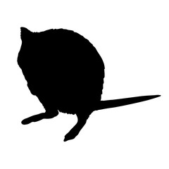 Quokka silhouette. Realistic vector animal