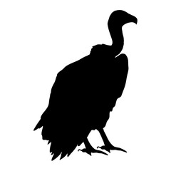 Vulture silhouette. Realistic vector animal