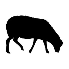 Sheep silhouette. Realistic vector animal