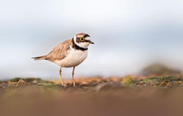 Little Ringed Plover