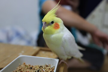 Cockatiel.