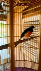 Beautiful Rock Magpie Bird in a Wooden Cage