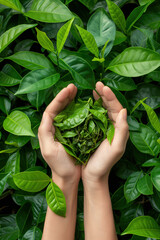Top view of cupped human hands gently holding a pile of fresh green tea leaves over leafy background.

