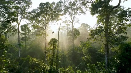 Lush green rainforest at dawn - Powered by Adobe