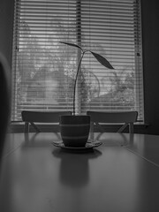 Minimalist Black and White Potted Avocado Plant by Window