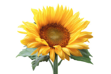 Fototapeta premium Luminous golden sunflower blossom isolated on crisp transparent background high‑resolution PNG cutout for vibrant summer floral design, eco‑friendly branding, garden decor and cheerful nature