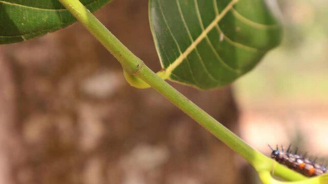 Doleschallia bisaltide caterpillar on wind blown stem